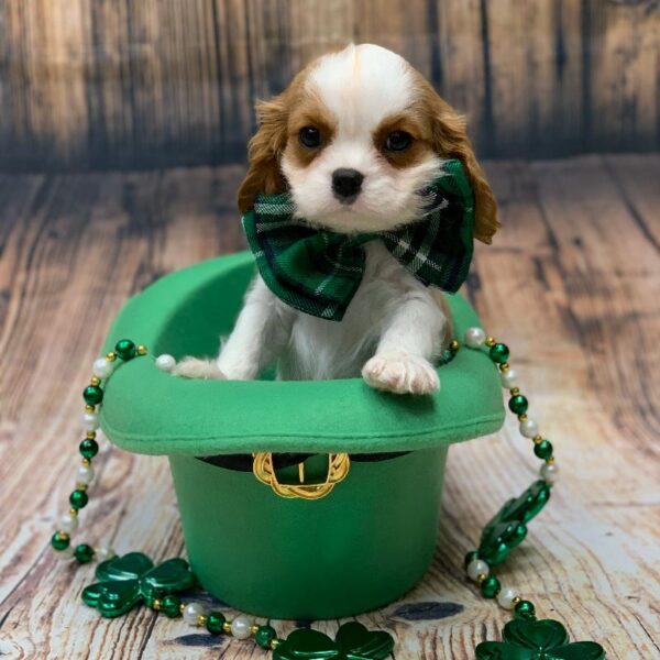 Cavalier King Charles Spaniel-DOG-Male-bheim-5020-Petland Monroeville, PA