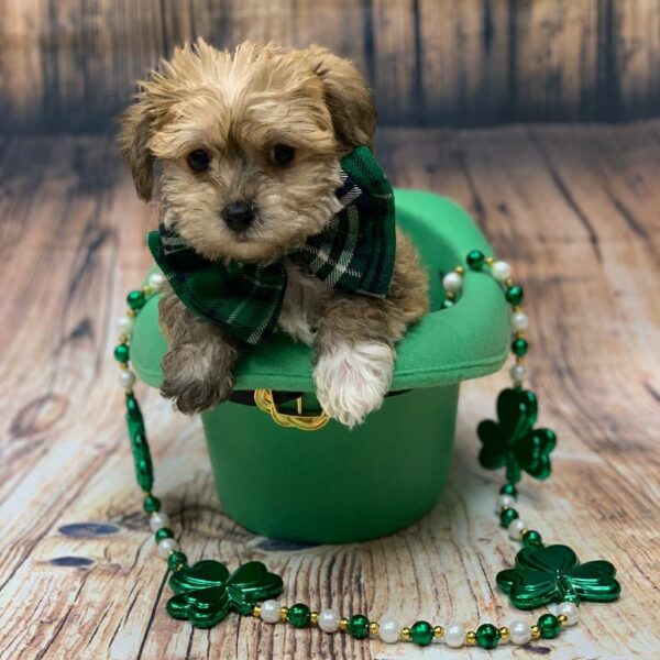 Yorkie- Poo-DOG-Female-gldn-5021-Petland Monroeville, PA