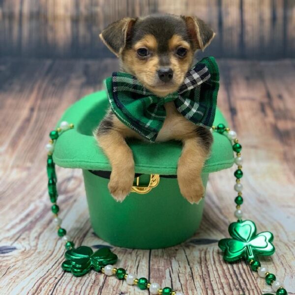Chorkie-DOG-Male-blk & tn-5019-Petland Monroeville, PA