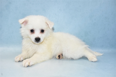 American Eskimo-DOG-Female-White-5059-Petland Monroeville, PA