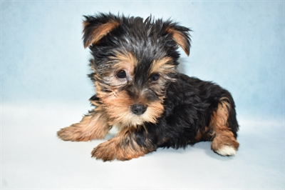 Yorkie-DOG-Female-Black and Tan-5060-Petland Monroeville, PA