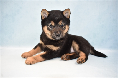 Shiba Inu-DOG-Male-Black and Tan-5061-Petland Monroeville, PA