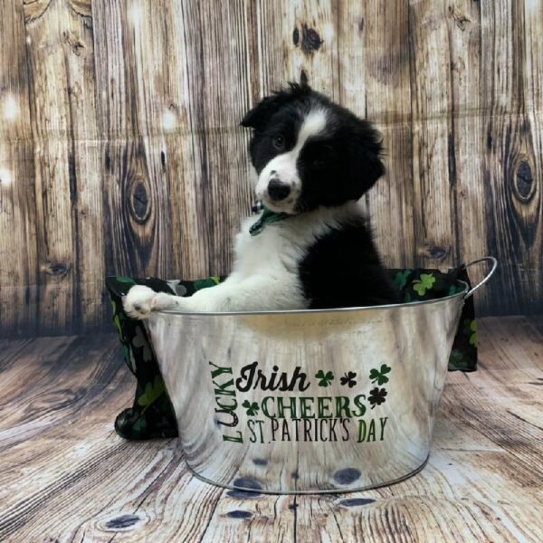 Border Collie-DOG-Female-blk & wh-5045-Petland Monroeville, PA