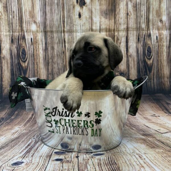English Mastiff-DOG-Male-fn-5048-Petland Monroeville, PA