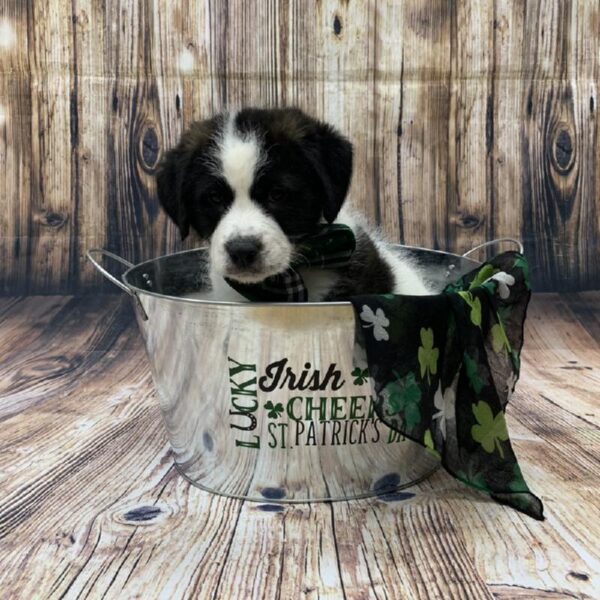 Saint Berdoodle-DOG-Male-blk & wh-5046-Petland Monroeville, PA