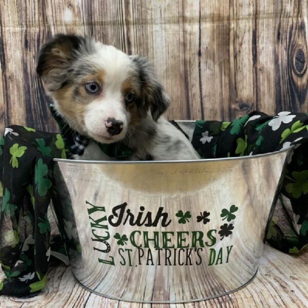 Australian Shepherd-DOG-Female-bl mrl-5042-Petland Monroeville, PA