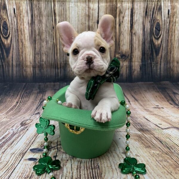 French Bulldog-DOG-Female-cr, pbld-5040-Petland Monroeville, PA