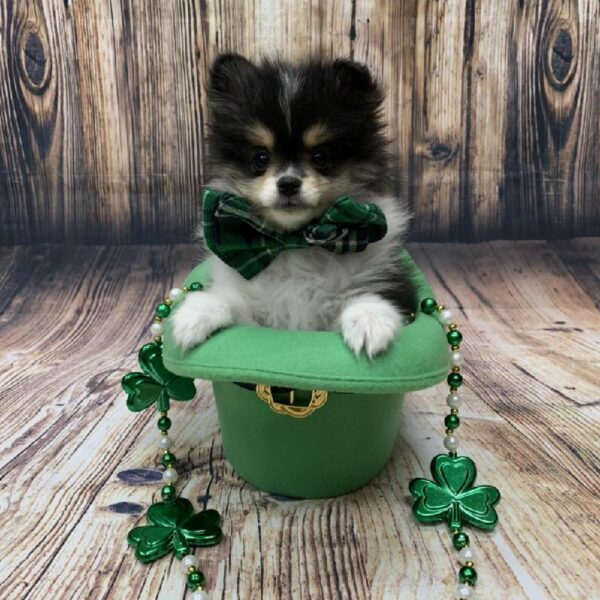 Pomeranian-DOG-Female-blk & wh-5047-Petland Monroeville, PA
