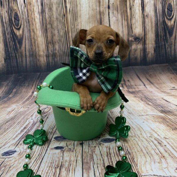 Chiweenie-DOG-Male-wldbr-5041-Petland Monroeville, PA
