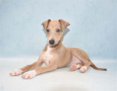 Italian Greyhound-DOG-Male-Blue Fawn-5097-Petland Monroeville, PA
