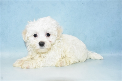 Maltese-DOG-Male-White-5098-Petland Monroeville, PA