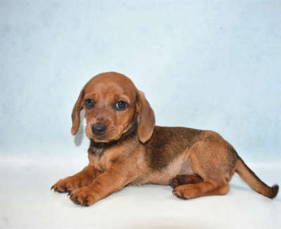Dachshund-DOG-Male-Red-5099-Petland Monroeville, PA