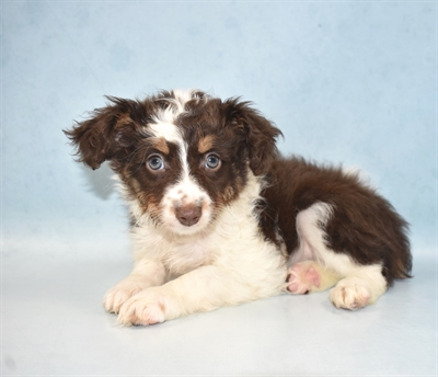 Miniature Australian Shepherd-DOG-Female-Red and White-5100-Petland Monroeville, PA