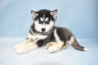 Siberian Husky-DOG-Male-Black and White-5101-Petland Monroeville, PA