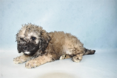 Bichon- Poo-DOG-Female-Brown and White-5102-Petland Monroeville, PA