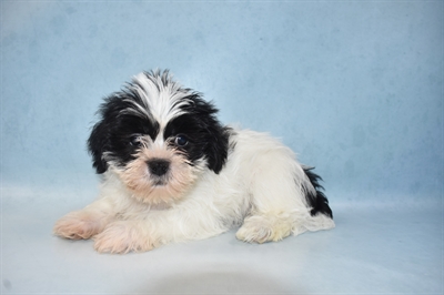 Shorkie-DOG-Female-Black and White-5103-Petland Monroeville, PA