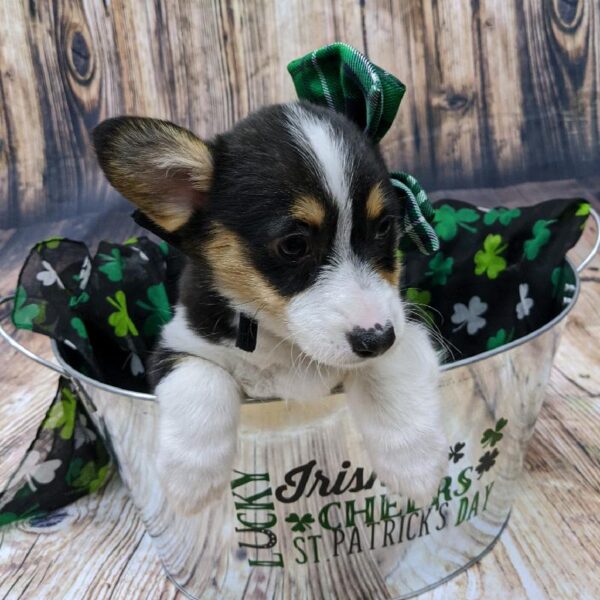 Pembroke Welsh Corgi-DOG-Female-blk, wh, & tn-5115-Petland Monroeville, PA