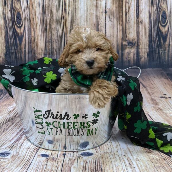 ShizaPoo-DOG-Male-gld-5114-Petland Monroeville, PA