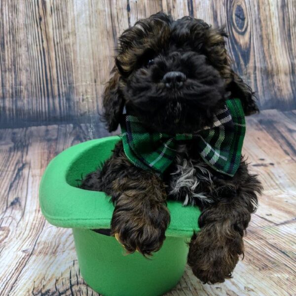 Cockapoo-DOG-Male-sbl-5113-Petland Monroeville, PA
