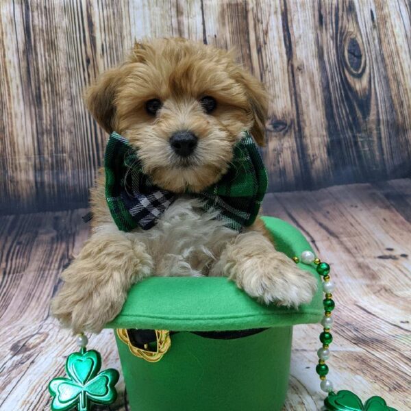 Yorkie-Poo-DOG-Male-gldn-5112-Petland Monroeville, PA