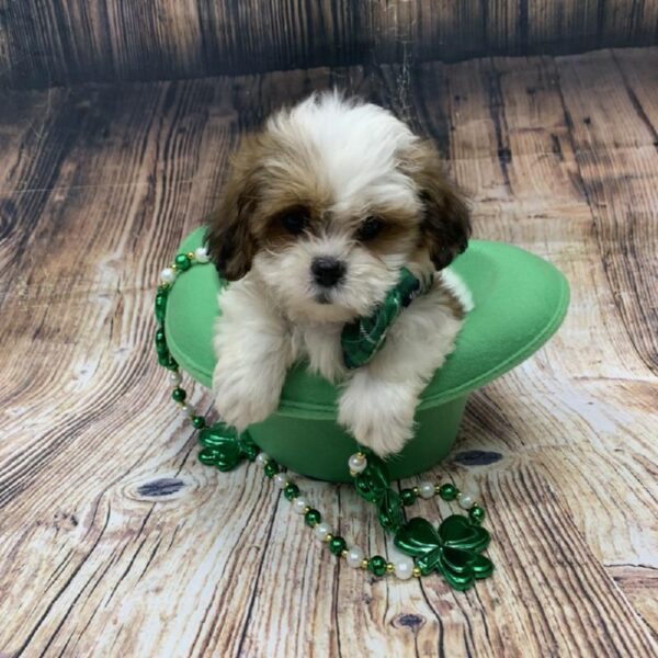 Teddy Bear-DOG-Female-gld & wh-5111-Petland Monroeville, PA