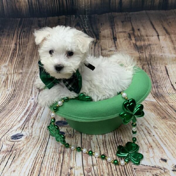 Malti-Poo-DOG-Female-wh-5110-Petland Monroeville, PA