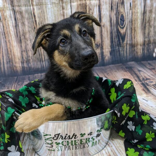 German Shepherd-DOG-Female-blk & tn-5109-Petland Monroeville, PA
