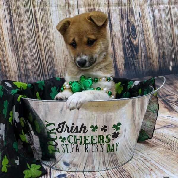 Shiba Inu-DOG-Female-rd. wh mkgs-5107-Petland Monroeville, PA