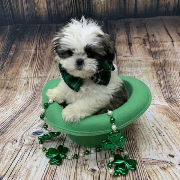 Shih Tzu-DOG-Female-gld & wh-5106-Petland Monroeville, PA