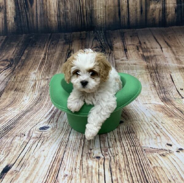 Cavachon-DOG-Female-BHEIM-5105-Petland Monroeville, PA