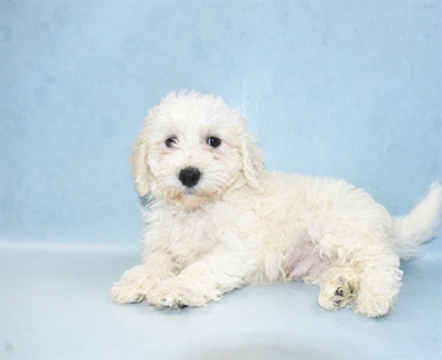 Bichon-DOG-Male-White-5139-Petland Monroeville, PA
