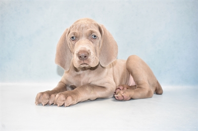 Weimaraner-DOG-Male-Silver Grey-5140-Petland Monroeville, PA