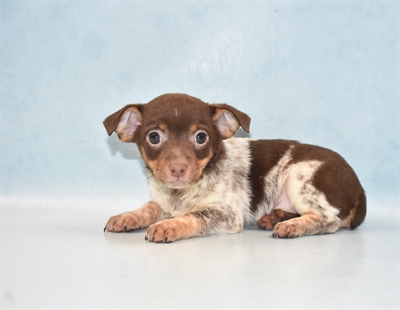 Rat Terrier-DOG-Male-White Chocolate and Tan-5141-Petland Monroeville, PA
