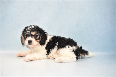 Cavachon-DOG-Male-Black and White-5142-Petland Monroeville, PA