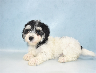 Yochon-DOG-Female-Black and Tan-5143-Petland Monroeville, PA