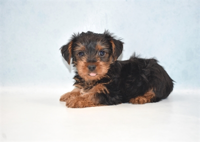 Yorkie-DOG-Male-Black and Tan-5144-Petland Monroeville, PA
