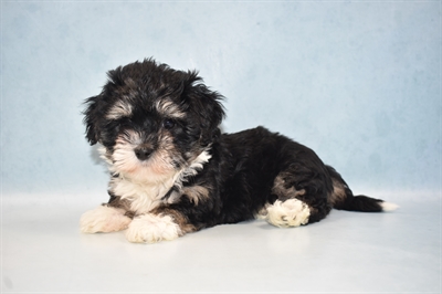 Coton De Tulear-DOG-Female-Black-5145-Petland Monroeville, PA