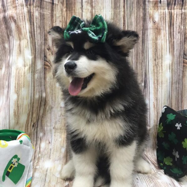Alaskan Malamute-DOG-Female-blk & wh-5153-Petland Monroeville, PA