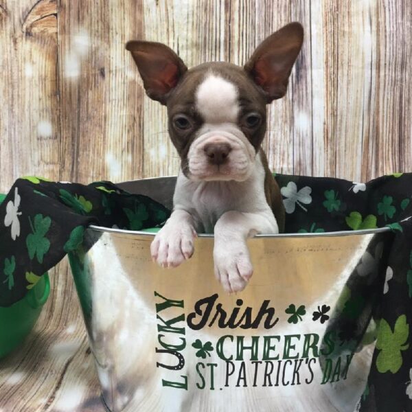 Boston Terrier-DOG-Female-sl & wh-5147-Petland Monroeville, PA