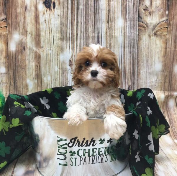 Cavapoo-DOG-Female-bheim-5149-Petland Monroeville, PA
