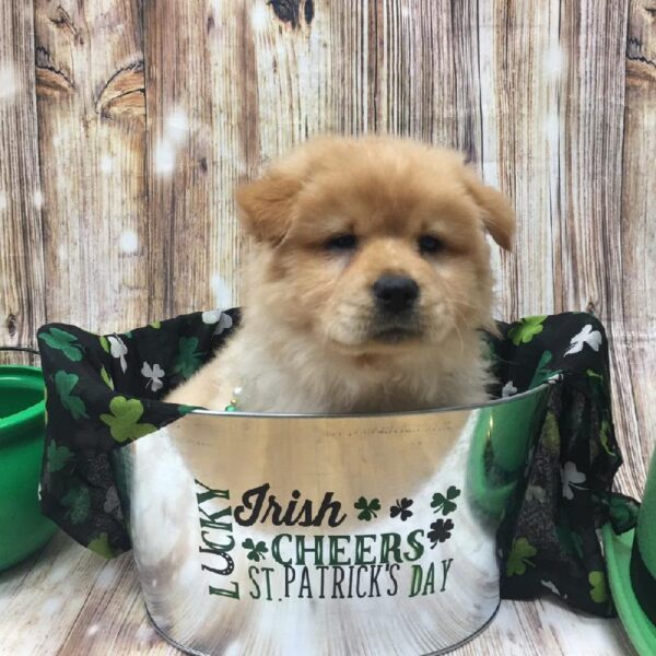 Chow Chow-DOG-Female-rd-5151-Petland Monroeville, PA