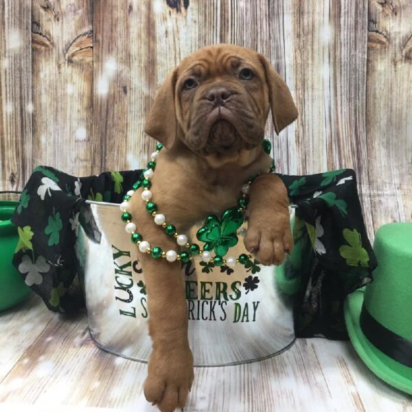 Dogue De Bordeaux-DOG-Male-fn-5148-Petland Monroeville, PA