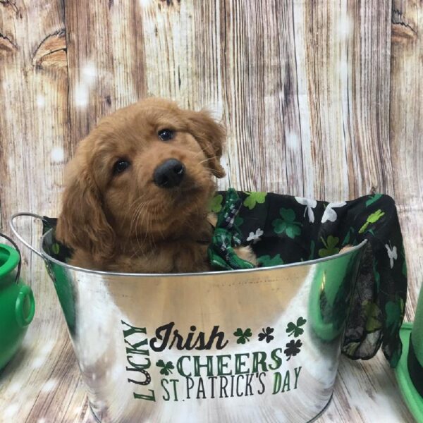 Golden Retriever-DOG-Female-gldn-5152-Petland Monroeville, PA