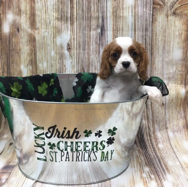 Cavalier King Charles Spaniel-DOG-Male-bheim-5154-Petland Monroeville, PA