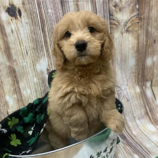 Miniature Goldendoodle-DOG-Female-gldn-5155-Petland Monroeville, PA