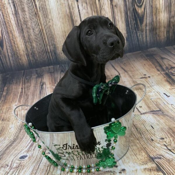 Great Dane-DOG-Female-black-5159-Petland Monroeville, PA