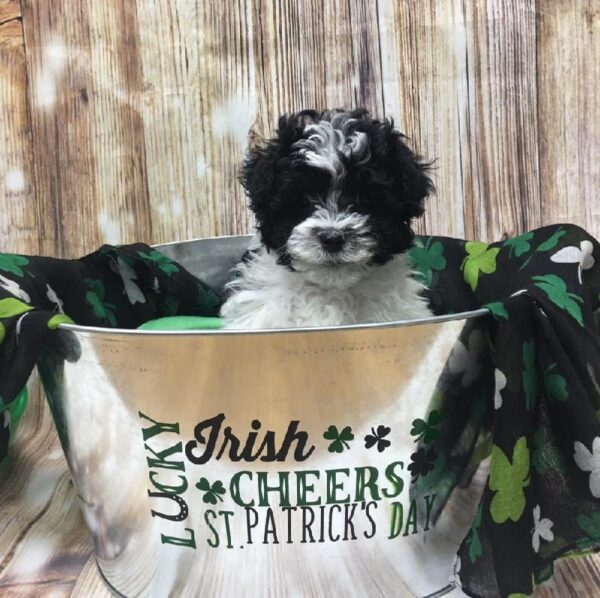 Havanese-DOG-Female-blk, parti-5150-Petland Monroeville, PA