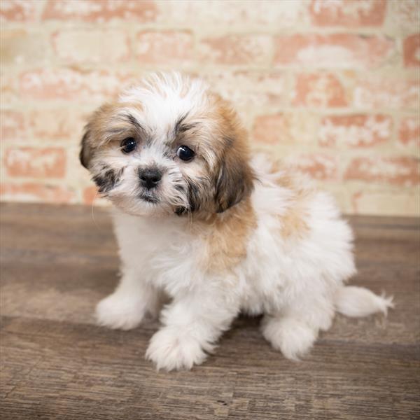 Teddy Bear-DOG-Female-Gold / White-5171-Petland Monroeville, PA