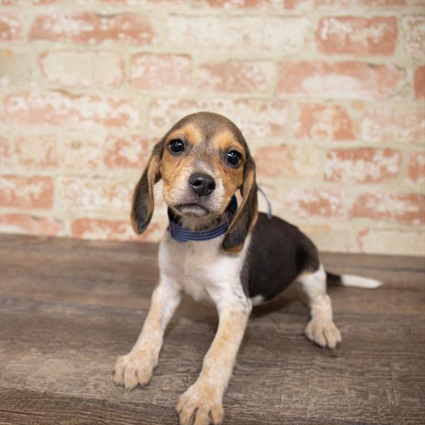 Beagle-DOG-Female-Tri-Colored-5172-Petland Monroeville, PA