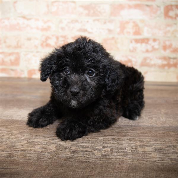 Yorkie-Poo-DOG-Female-Black-5173-Petland Monroeville, PA